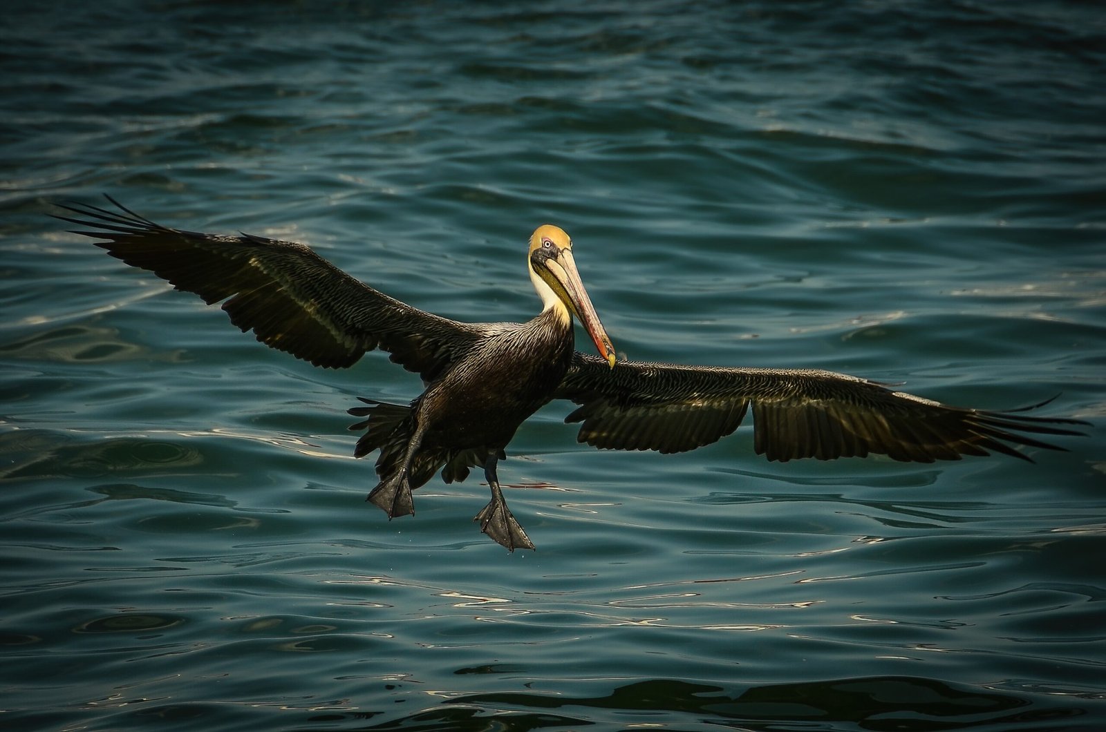 brown pelican on body of water during daytime